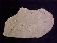 Ptychagnostus atavis Trilobites