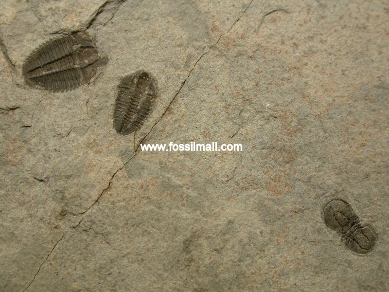 Cambrian Trilobite Assemblage