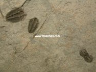 Trilobite Death Assemblage