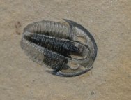 Weeksina unispina Trilobite