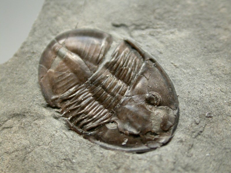 Isoteloides flexus Trilobite