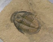 Large Cedaria Trilobite from Cambrian Utah