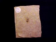 Ptychagnostus michaeli