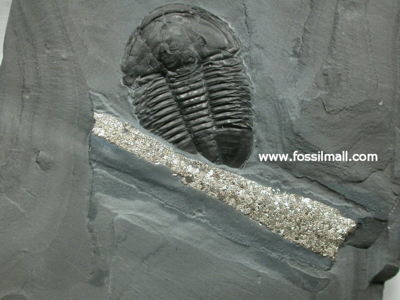 Asaphiscus wheeleri Trilobite  Selkirkia