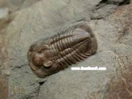 Ptyocephalus yersini Trilobite