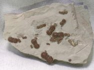 Peronopsis Agnostid Trilobites
