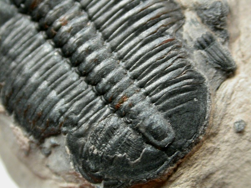Trilobite with Preserved Bite Marks