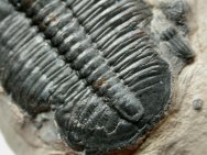 Elrathia kingii with Bite Marks