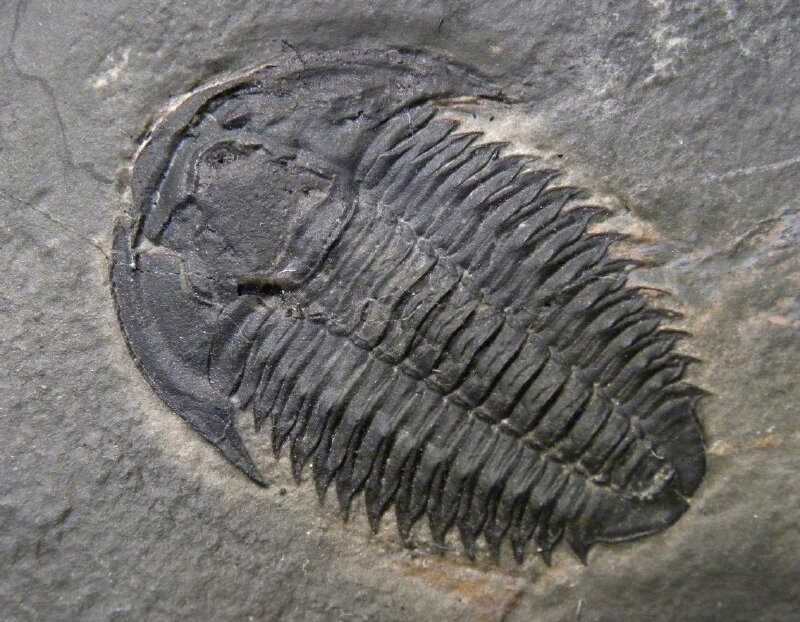 Marjumia Trilobite