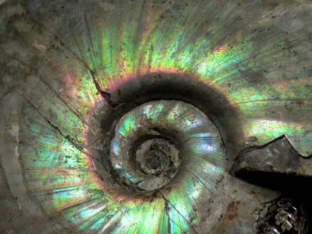 Ammonite Iridescence
