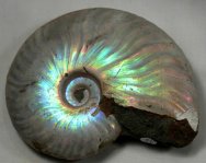 Cleoniceras Ammonite