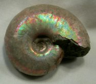 Iridescent Desmoceras Ammonite
