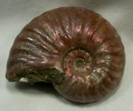 Pseudosonneratia Ammonite