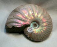 Cleoniceras Ammonite