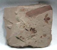 Flower and Beetle Fossils 