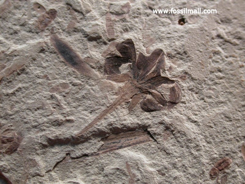 Flower and Beetle Fossils Association