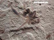 flower fossil