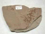 Cranefly Insect and Feather Fossils