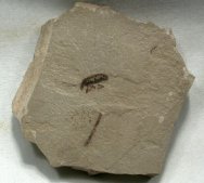 Weevil Insect Fossil