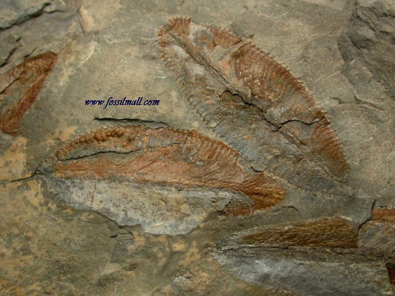 Phyllograptus Graptolites
