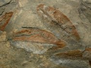 Utah Ordovician Graptolites