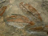 Phyllograptus Graptolites