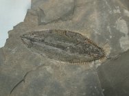 Phyllograptus archaios 