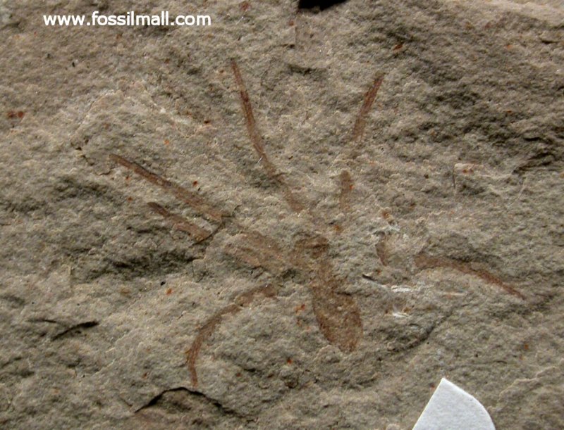 Green River Formation Spider Fossil 