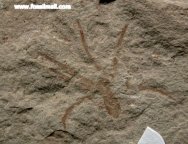 Spider Fossil