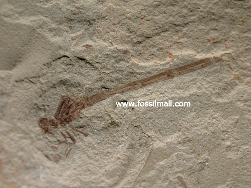 Green River Formation Damselfly Insect Fossil 