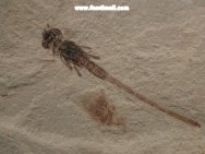 Dragonfly Insect Fossil