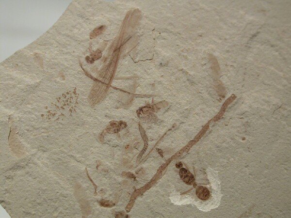Insect Fossils