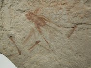 Cricket and Cranefly Insect Fossils