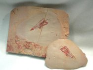 Hyolithid