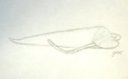 Hyolithid