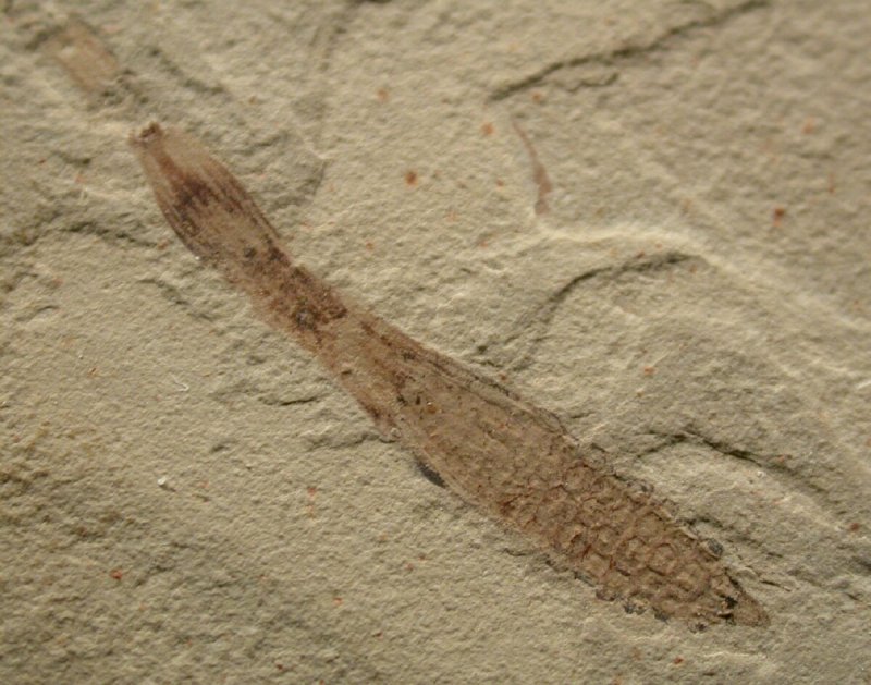 Eocene Green River Equisetum Plant Fossil