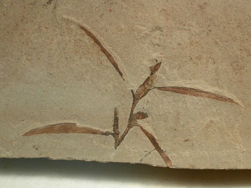 Cedrelospermum Plant Fossils