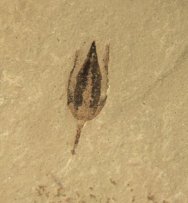 Seed Pod Plant Fossil