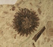 Sycamore Fruit Plant Fossil