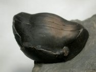 Presbynileus ibexensis Utah Ordovician Trilobite