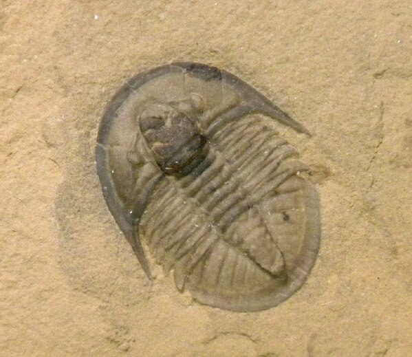 Cedaria minor Trilobite