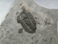 Modocia Trilobites