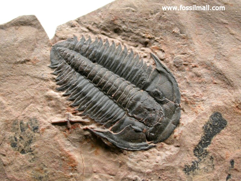 Marjumia callus Trilobite
