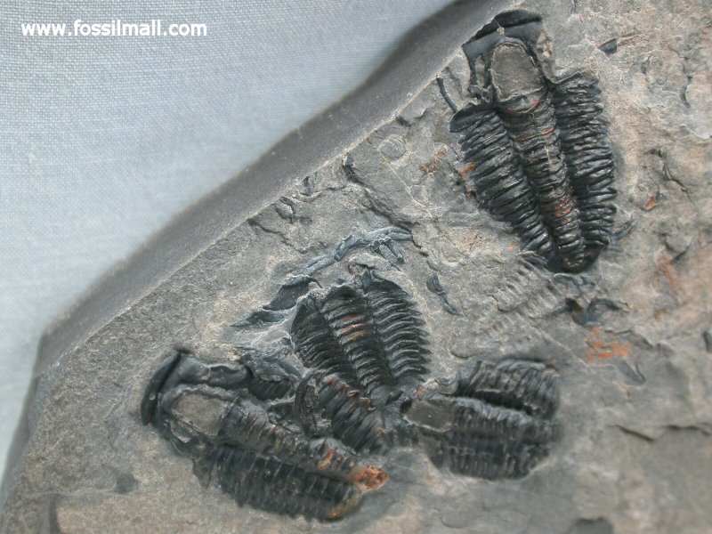 Marjumia callus Trilobites Association from Cambrian Utah
