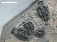 Marjumia Trilobites