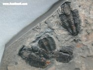Marjumia Trilobites