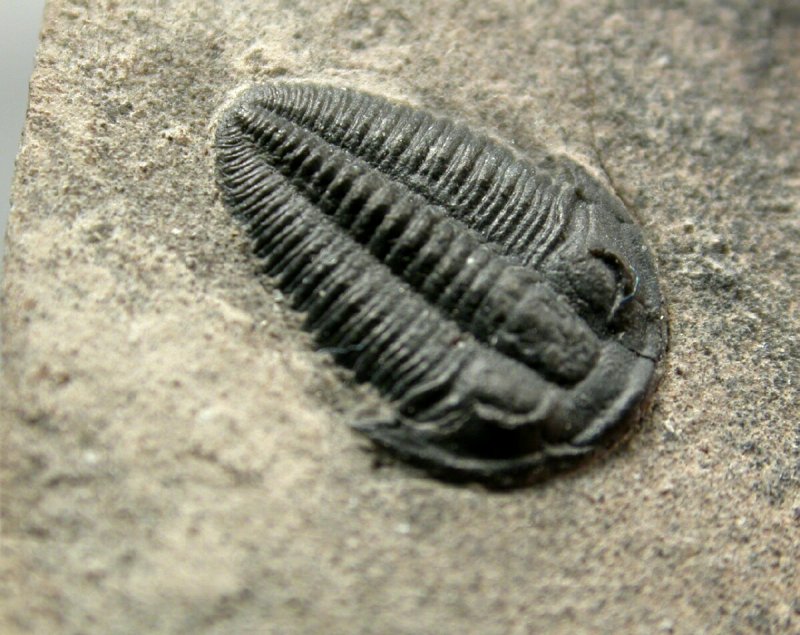Bolaspidella Trilobite