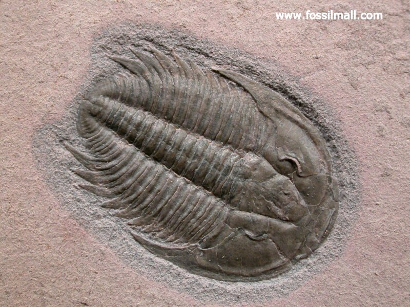 Modocia typicalis Trilobite 