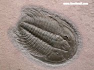 Modocia typicalis