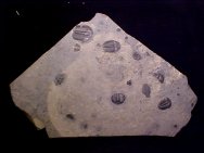 Elrathia Trilobites Mass Mortality